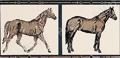 Horses su Panna 10x20 